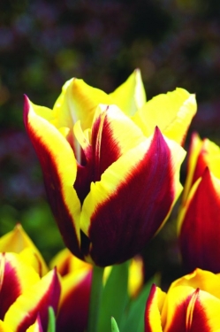 Tulpen Gavota